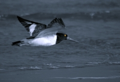 American Oystercatcher in Flight Rockport Eye, Texas