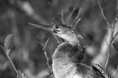 Anhinga Female Closeup Everglades National Park Eye