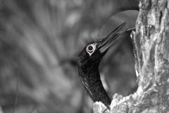 Anhinga Male Everglades National Park Eye