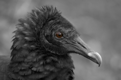 Black Vulture Everglades National Park Eye