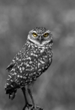 Burrowing Owl Cape Coral, Florida Eye