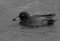 Cinnamon Teal Mustang Island, Texas Eye