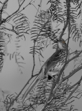 Curved-bill Thrasher Bentsen- Rio Grande State Park, Texas Eyes