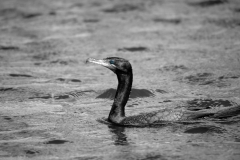 Double-crested Cormorant Homosassa Springs, Florida Eye