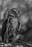 Ferruginous Pygmy Owl King Ranch Texas Eyes