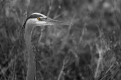 Great Blue Heron San Bernard NWR Texas