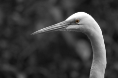 Great Egret Head Everglades National Park Eye