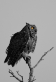 Great Horned Owl Early Morning King Ranch Texas Eye