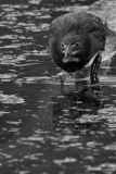 Green Heron Stalking Brazos Bend State Park Eye