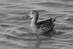 Northern Shoveler Female Port Aransas Texas Eye