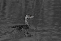 Pied-billed Grebe Mustang Island Texas Eyes