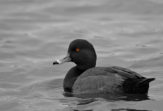 Redhead Duck Rockport Texas Eye