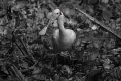 Roseate Spoonbill Corkscrew Swamp Sanctuary, Florida Eye