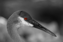 Sandhill Crane Head Shot Homosassa Springs, Florida Eye