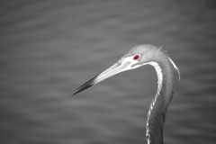 Tri-Colored Heron Padre Island National Seashore Eye