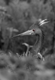 Tricolored Heron Protecting Nest Rockport Texas Eye