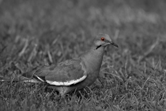 White-winged Dove Backyard Austin Texas Eye