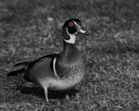 Wood Duck Male New Braunfels, Texas Eye