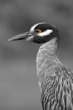 Yellow-Crowned Night Heron Brazos Bend State Park Texas