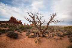 Arches National Park Windows Tree