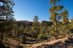 Bryce Canyon National Park Walking on the Queens Garden and Navajo Trails Canyon Floor