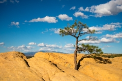 El Malpais National Monument Tree on Cliff