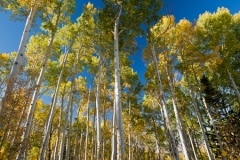 La Sal Mountain Loop Aspens