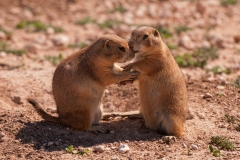 Lubbock Prairie Dog Town Pair Face to Face