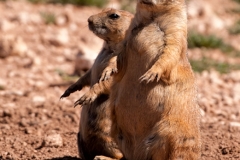 Lubbock Prairie Dog Town Pair