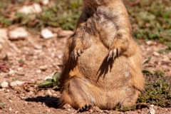 Lubbock Prairie Dog Town Single 2