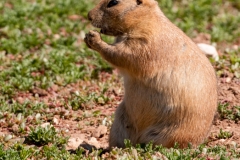 Lubbock Prairie Dog Town Single Eating