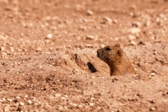 Lubbock Prairie Dog Town Single  Looking Out of the Hole