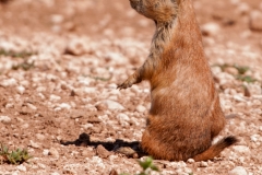 Lubbock Prairie Dog Town Single Small