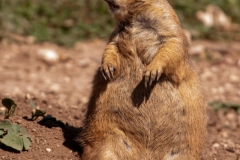 Lubbock Prairie Dog Town Single Yawning