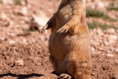 Lubbock Prairie Dog Town Single