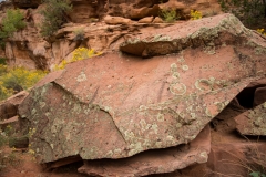 Zion National Park Lichens