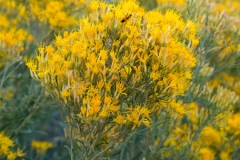 Zion National Park Rabbit Bush