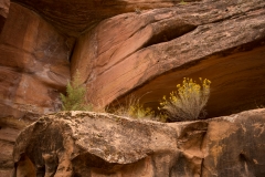 Zion National Park Rock Wall and Flowers