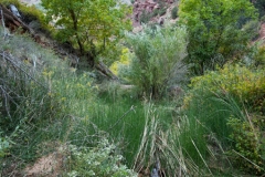 Zion National Park WatchmanTrail Just Add Water