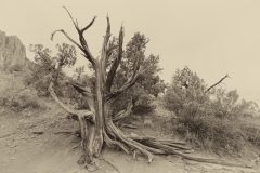 Zion National Park WatchmanTrail Tree B&W