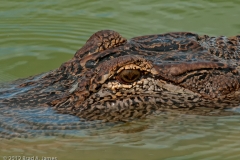 Alligator_Eye_Port_Aransas_Texas