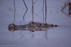 American_Alligator_B._A._Steinhagen_Reservoir_Texas