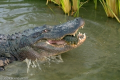 American_Alligator_Eating_Large_Turtle_Mustang_Island_Birding_Center_Texas
