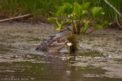 American_Alligator_Eating_a_Blue_Crab_Aransas_National_Wildlife_Refuge_Texas