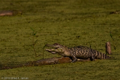 American_Alligator_Hanging_Out_Elm_Lake_Brazos_Bend_State_Park