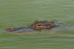 American_Alligator_Head_Port_Aransas_Texas