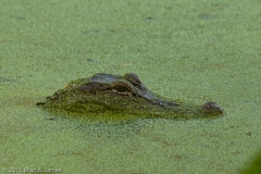American_Alligator_Laying_in_Wait_Brazos_Bend_State_Park