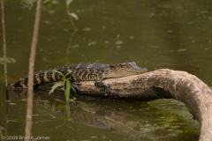 American_Alligator_Small_Brazos_Bend_State_Park_Texas