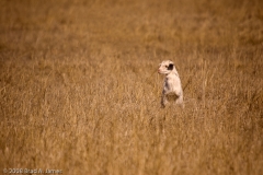 Baby_Goat_Llano_Texas