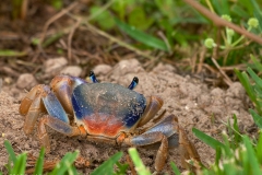 Blue_Crab_South_Padre_Island_Texas